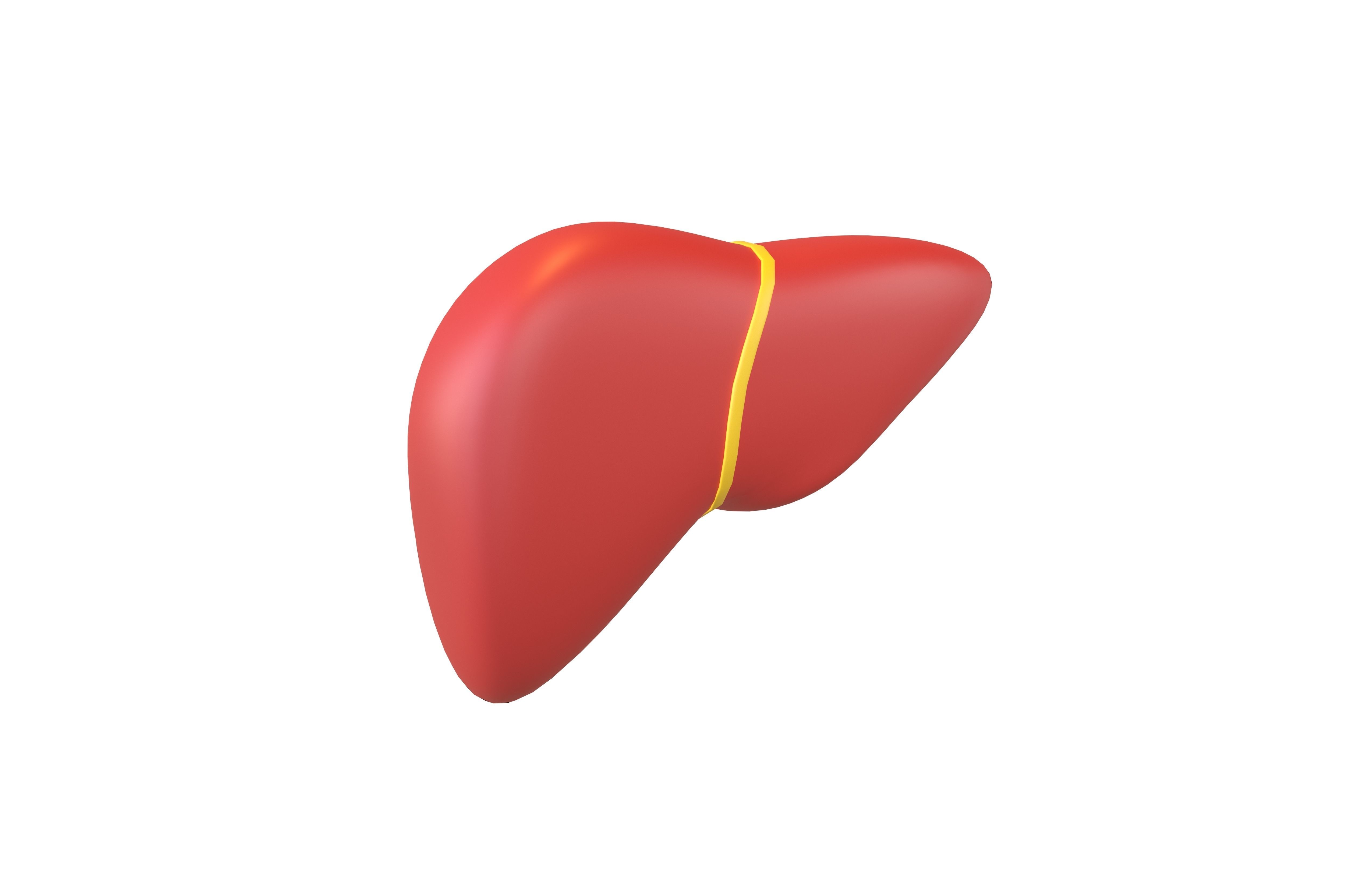 Cartoon Liver v1 001 Low-poly 3D model_3