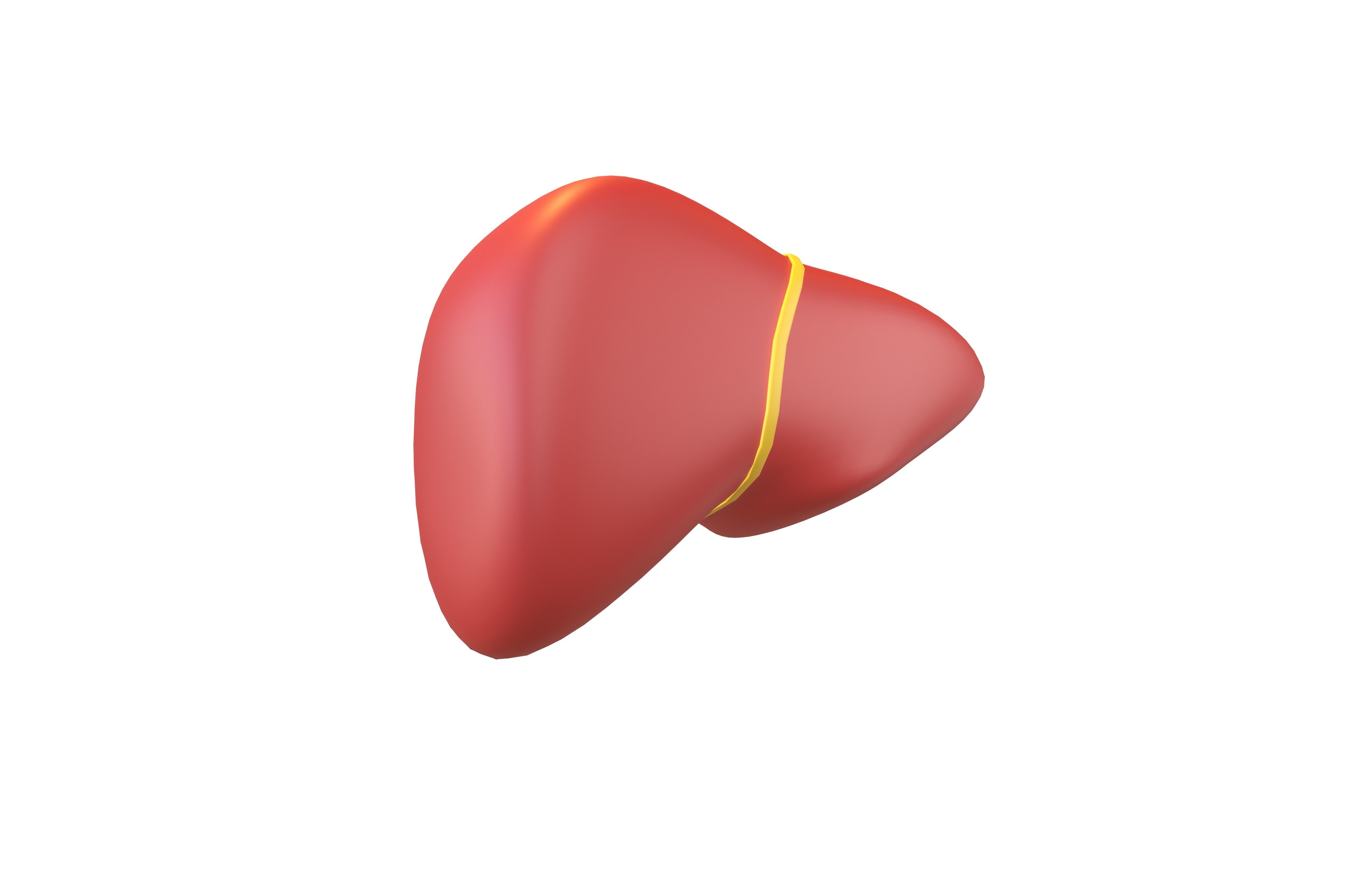 Cartoon Liver v1 001 Low-poly 3D model_2