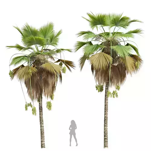 New Plant High detail Pritchardia Pacifica Medium Fruit 3D model