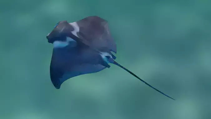Manta Ray Animated  Low-poly 3D model