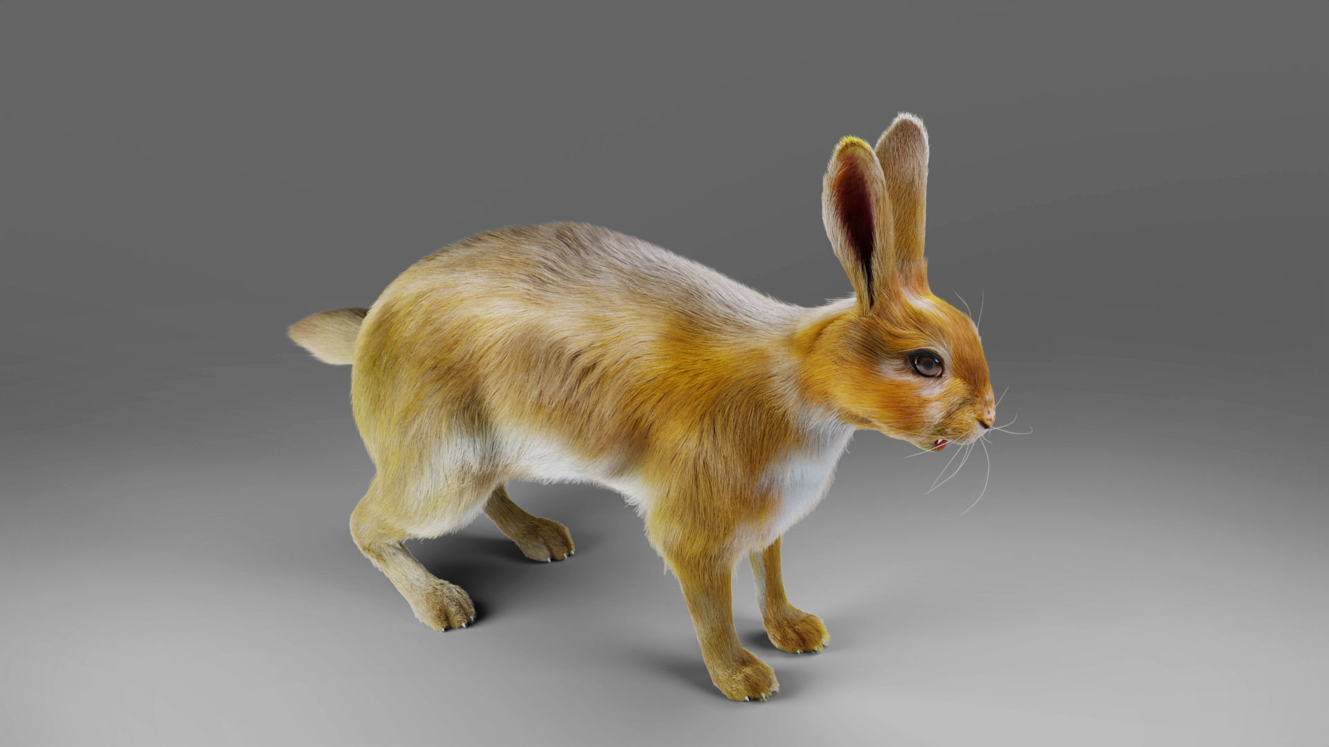 Fur Rabbit Rigged and Animation in Blender Low-poly 3D model_7