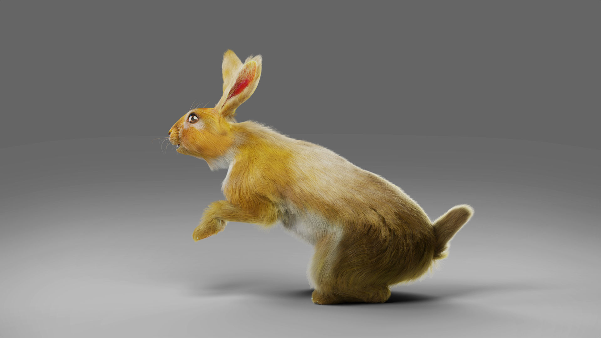 Fur Rabbit Rigged and Animation in Blender Low-poly 3D model_5