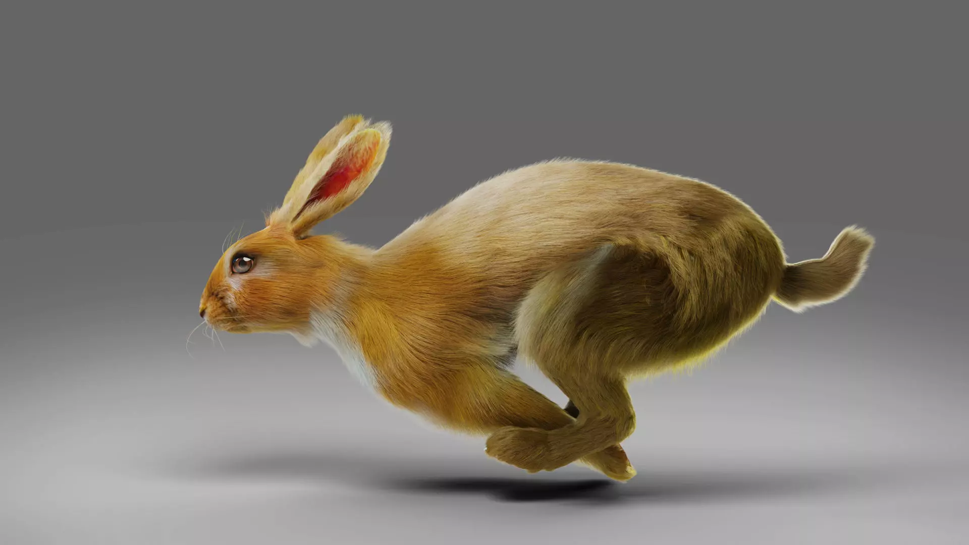 Fur Rabbit Rigged and Animation in Blender Low-poly 3D model_0