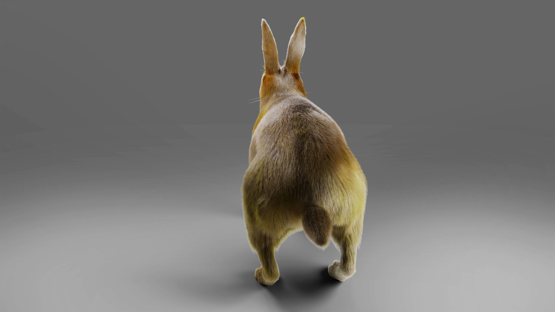 Fur Rabbit Rigged and Animation in Blender Low-poly 3D model_9