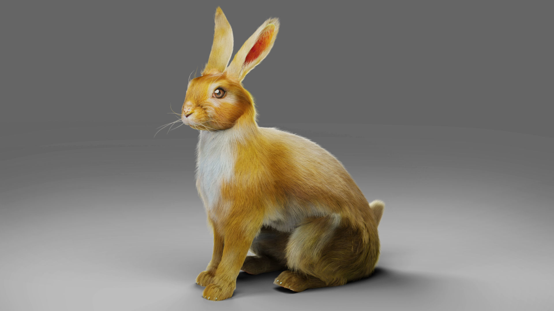 Fur Rabbit Rigged and Animation in Blender Low-poly 3D model_3