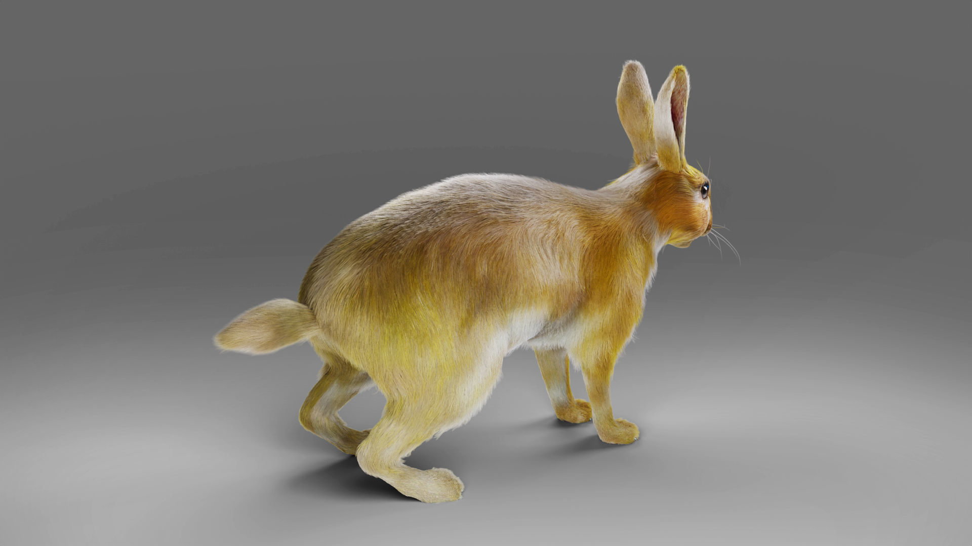 Fur Rabbit Rigged and Animation in Blender Low-poly 3D model_8
