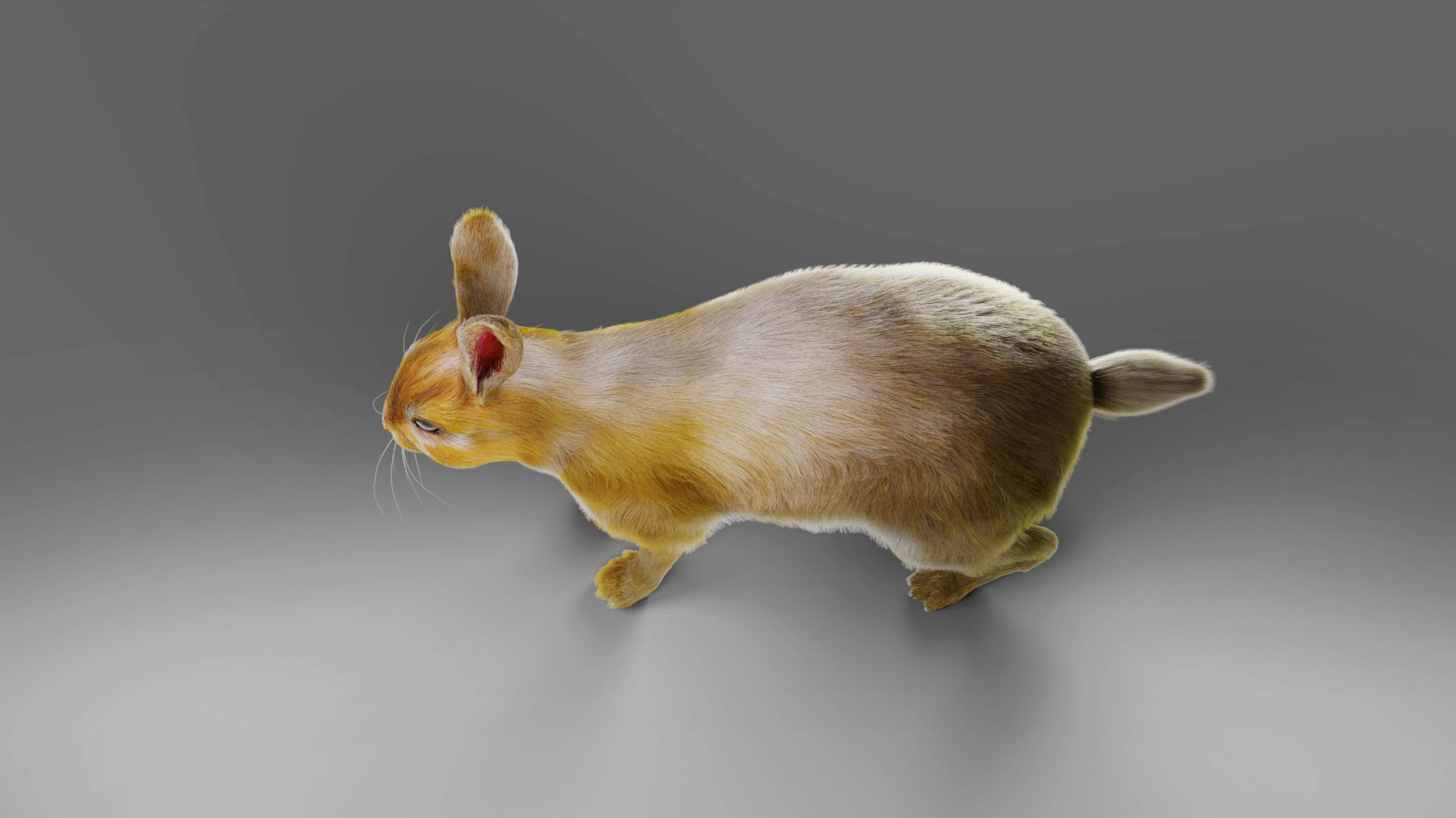 Fur Rabbit Rigged and Animation in Blender Low-poly 3D model_10