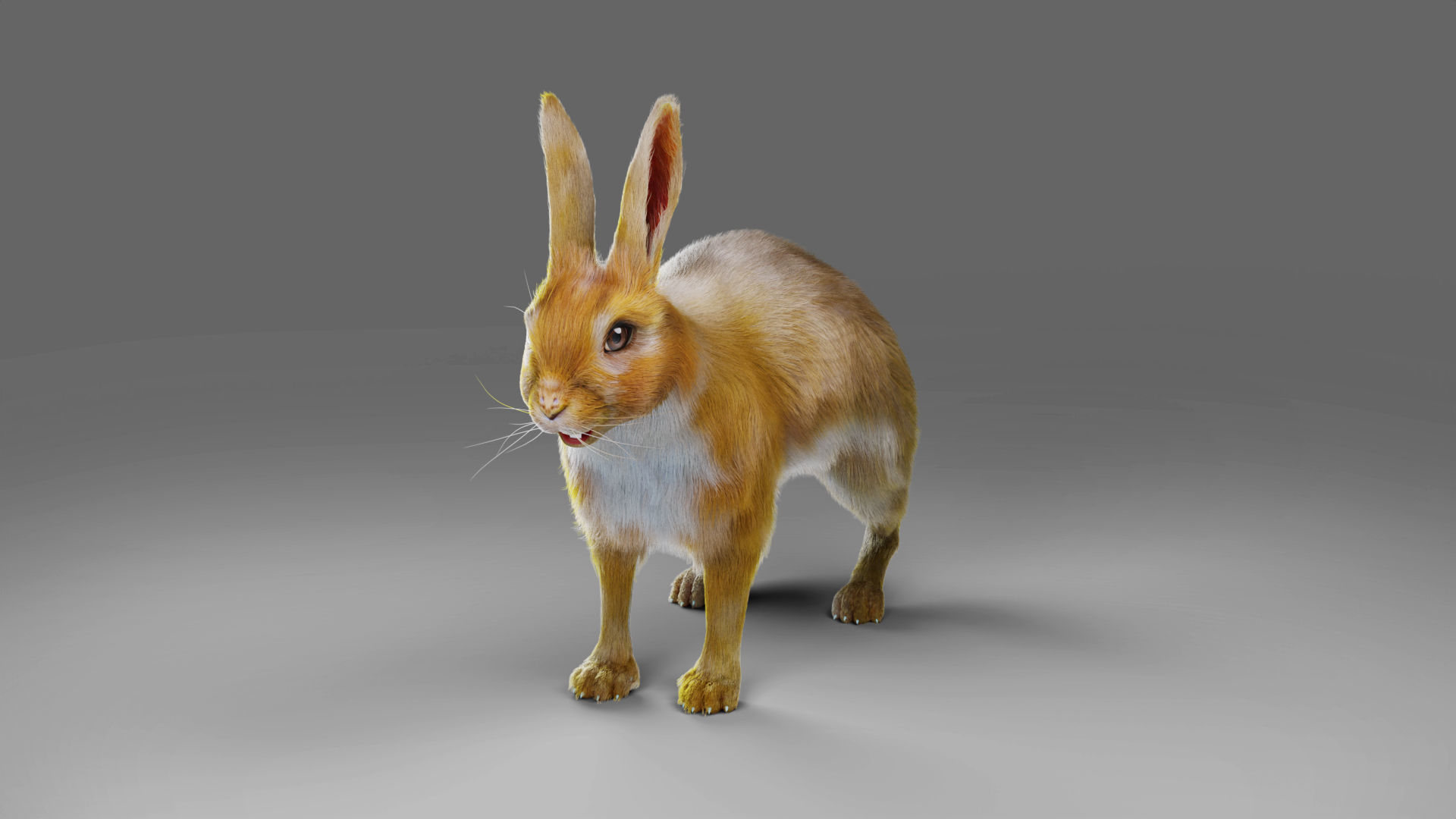 Fur Rabbit Rigged and Animation in Blender Low-poly 3D model_11
