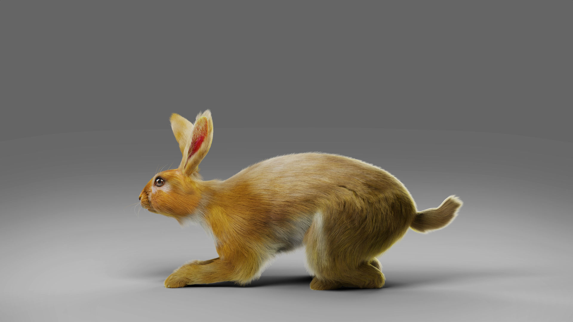 Fur Rabbit Rigged and Animation in Blender Low-poly 3D model_4