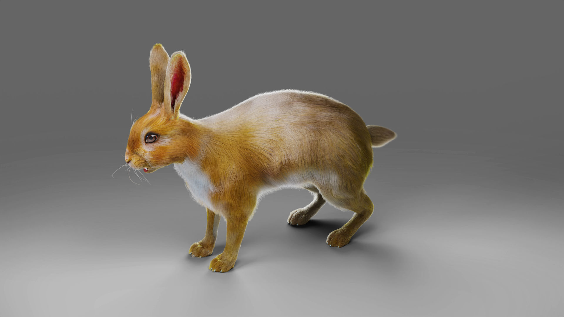 Fur Rabbit Rigged and Animation in Blender Low-poly 3D model_12