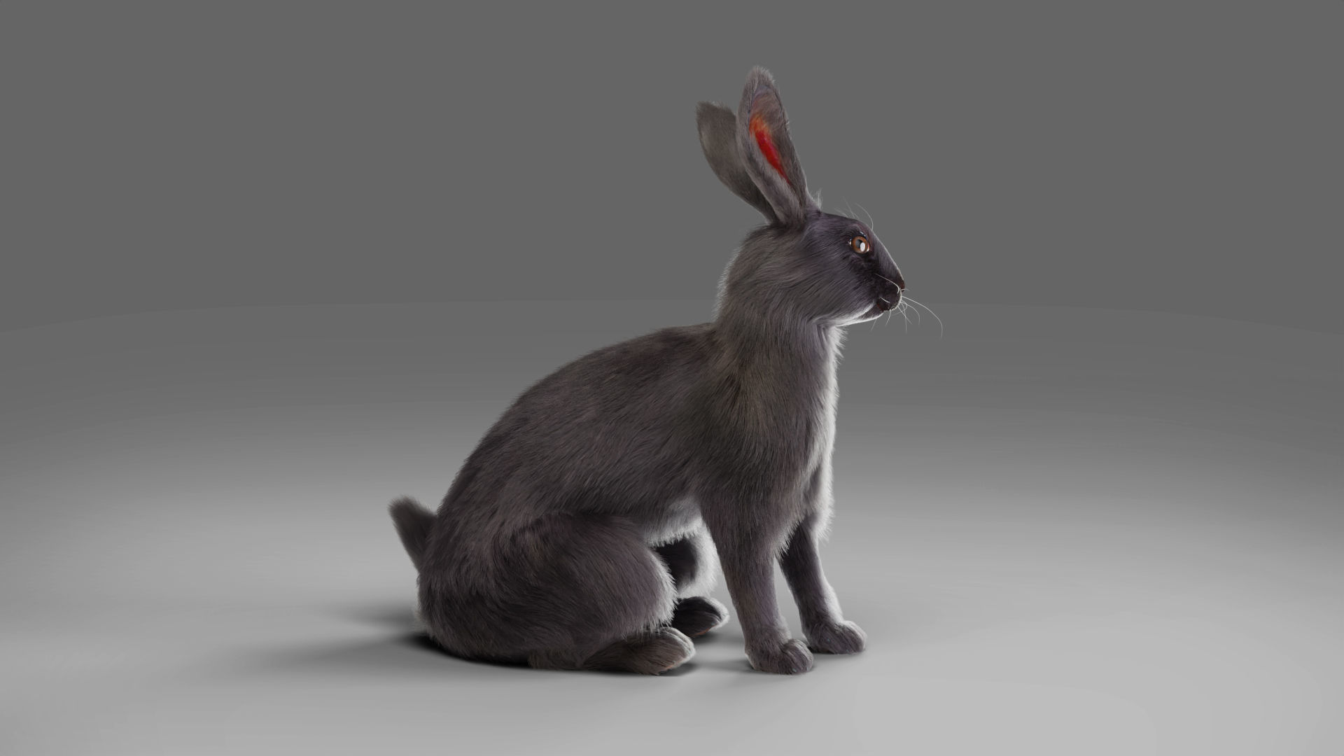 Fur Rabbit Gray V02 Rigged and Animation  Low-poly 3D model_4