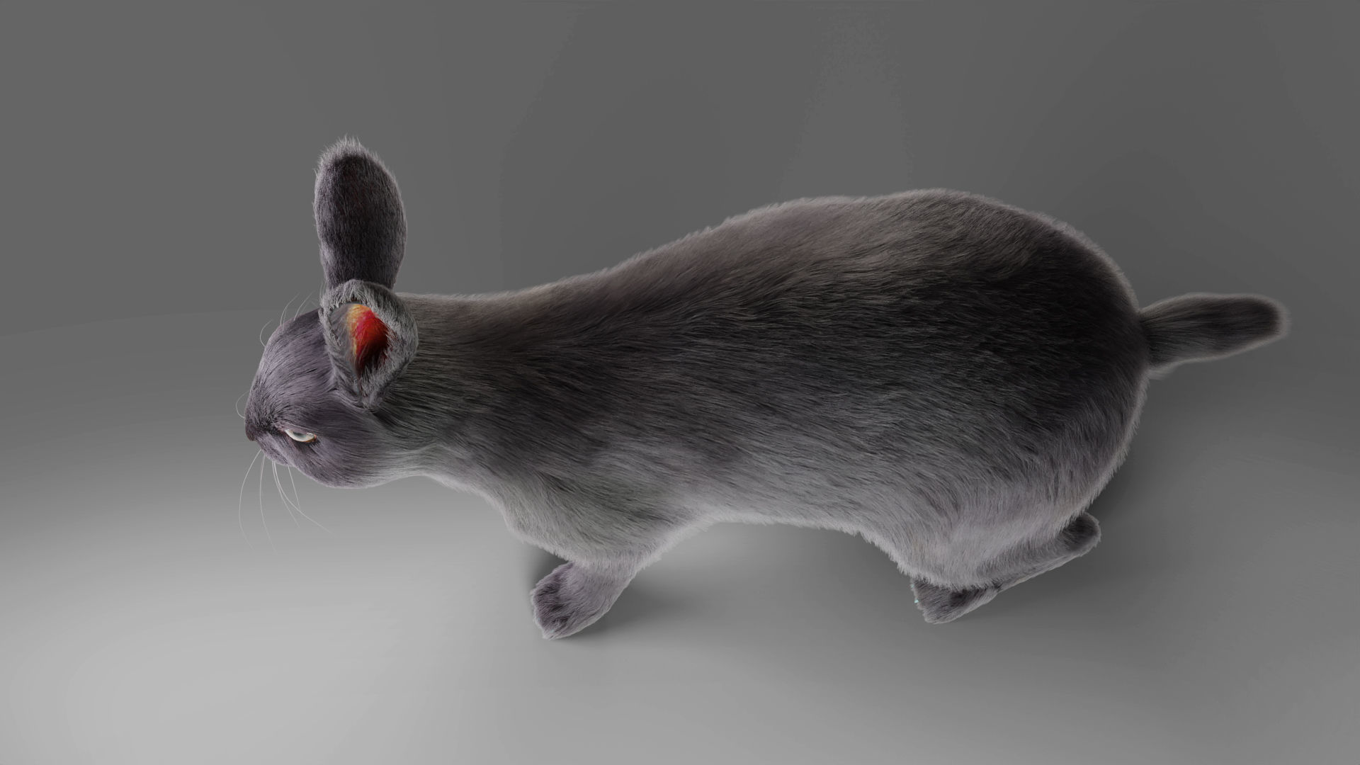 Fur Rabbit Gray V02 Rigged and Animation  Low-poly 3D model_15