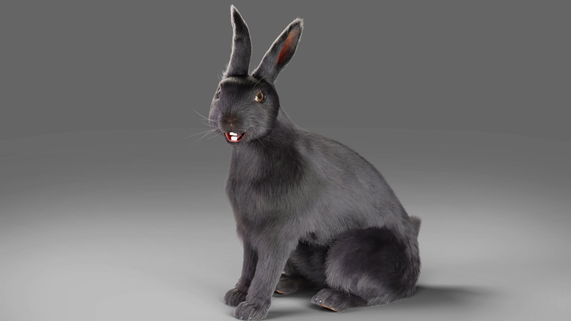 Fur Rabbit Gray V02 Rigged and Animation  Low-poly 3D model_3
