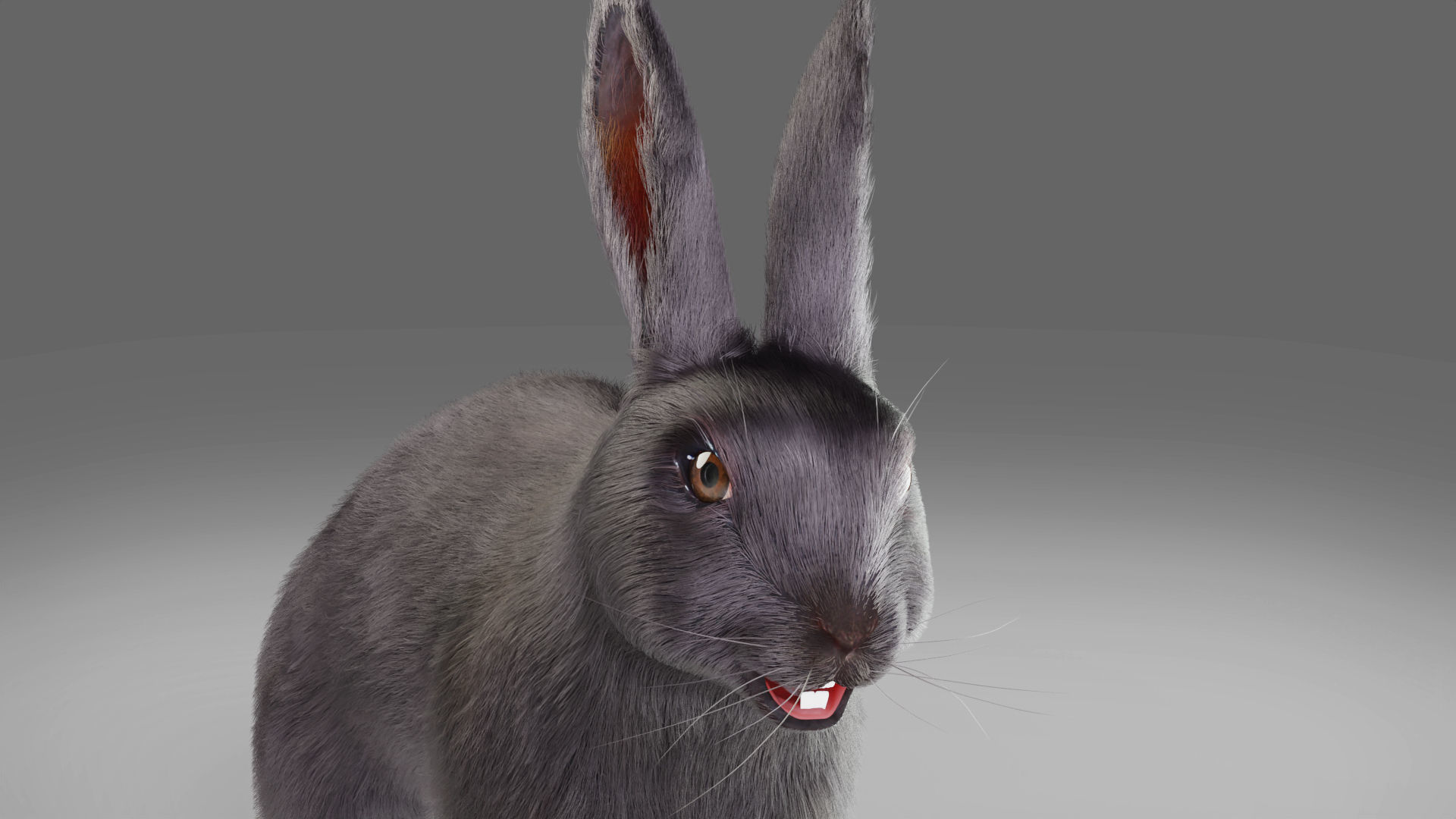 Fur Rabbit Gray V02 Rigged and Animation  Low-poly 3D model_13