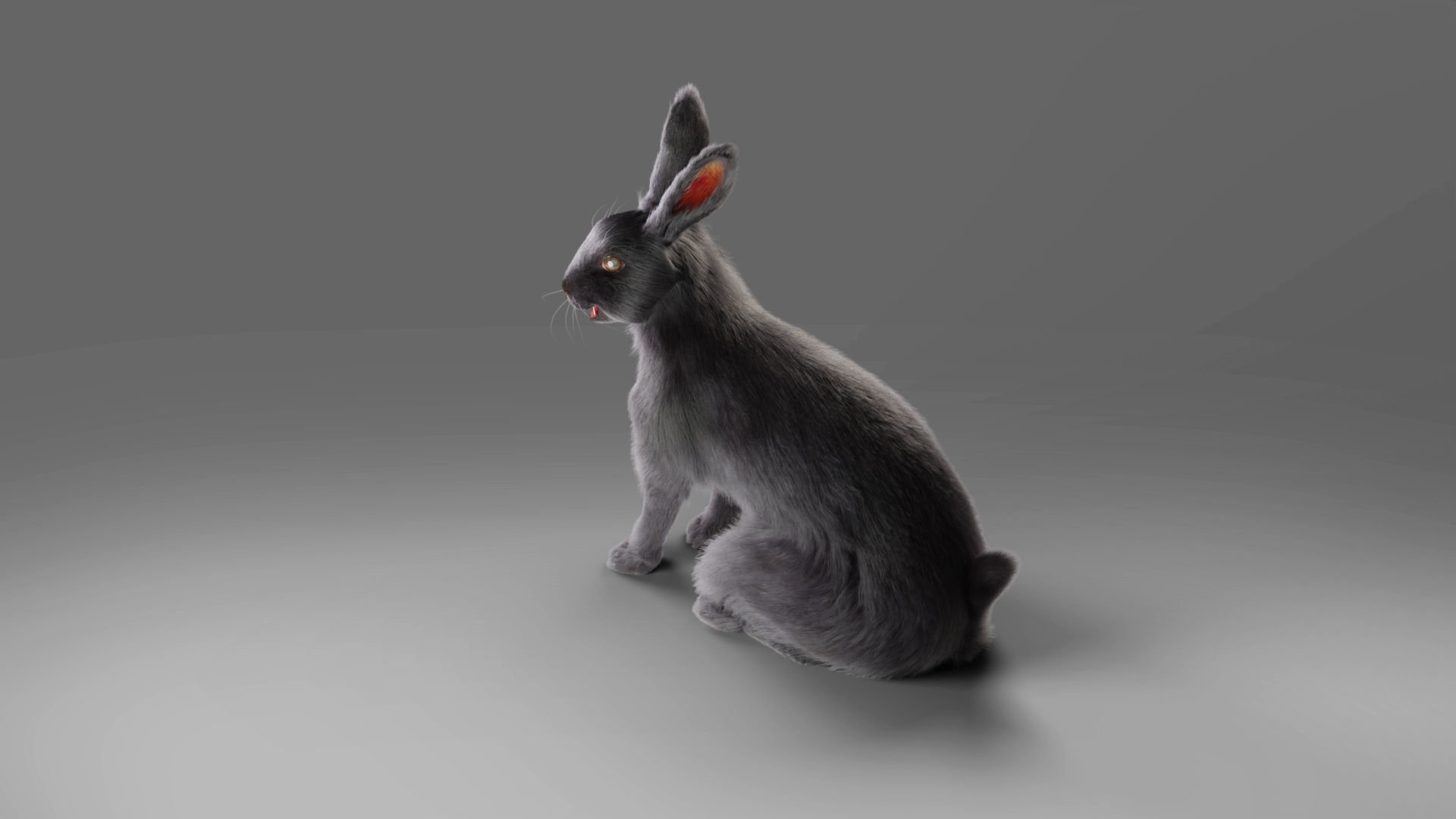 Fur Rabbit Gray V02 Rigged and Animation  Low-poly 3D model_9