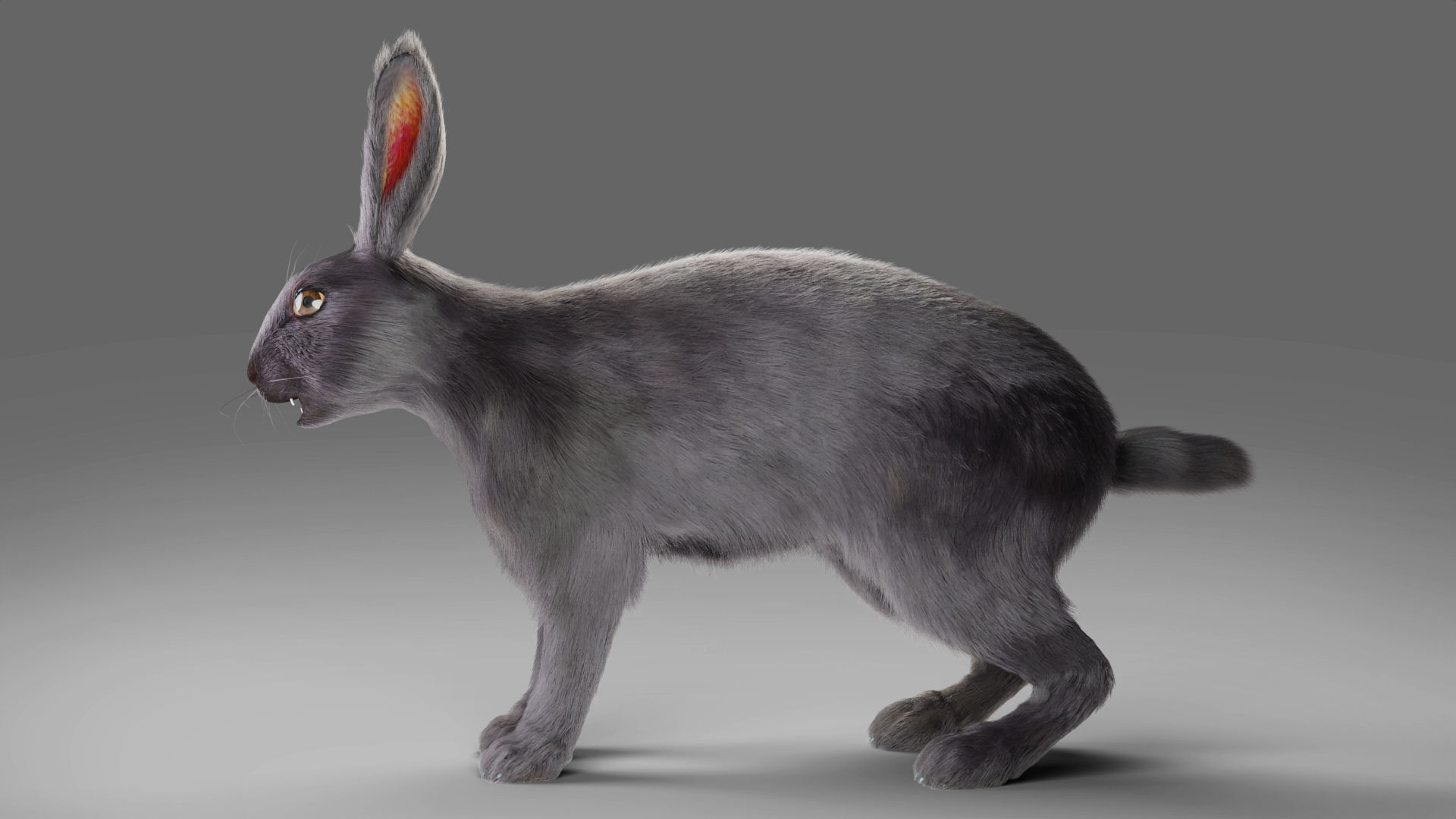 Fur Rabbit Gray V02 Rigged and Animation  Low-poly 3D model_14