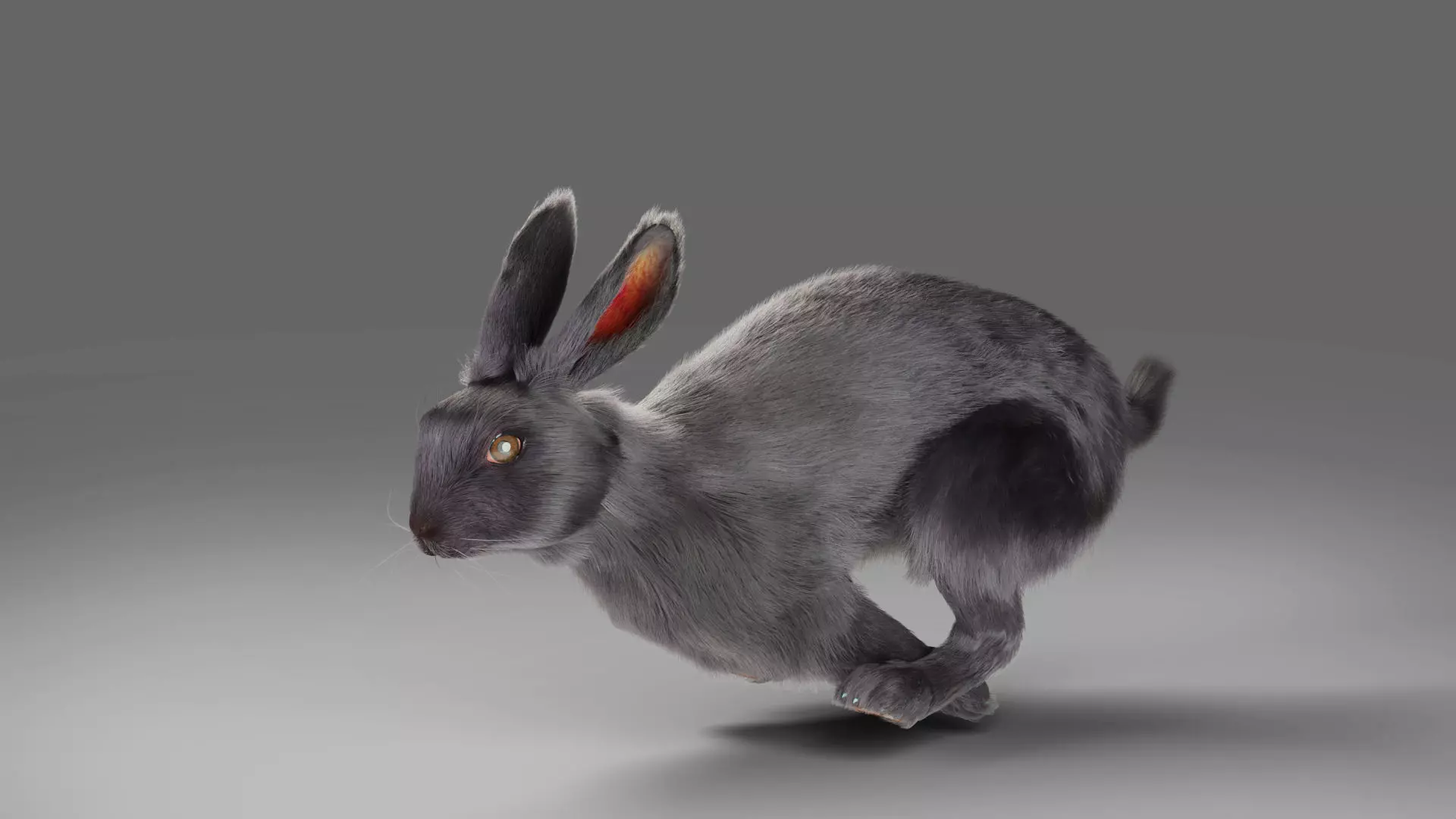Fur Rabbit Gray V02 Rigged and Animation  Low-poly 3D model_0