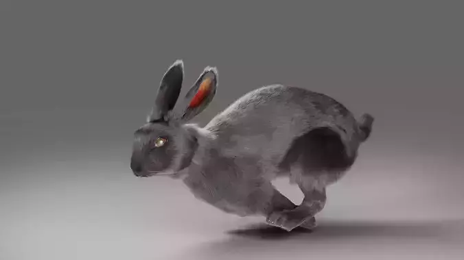 Fur Rabbit Gray V02 Rigged and Animation 