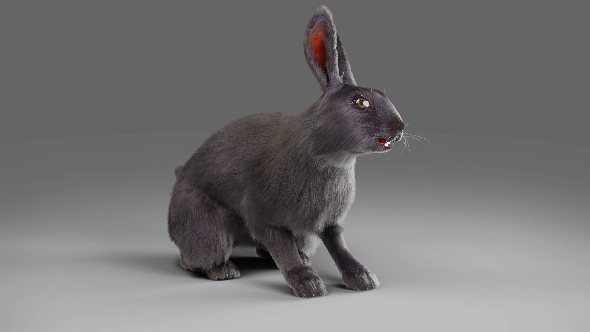 Fur Rabbit Gray V02 Rigged and Animation  Low-poly 3D model_8
