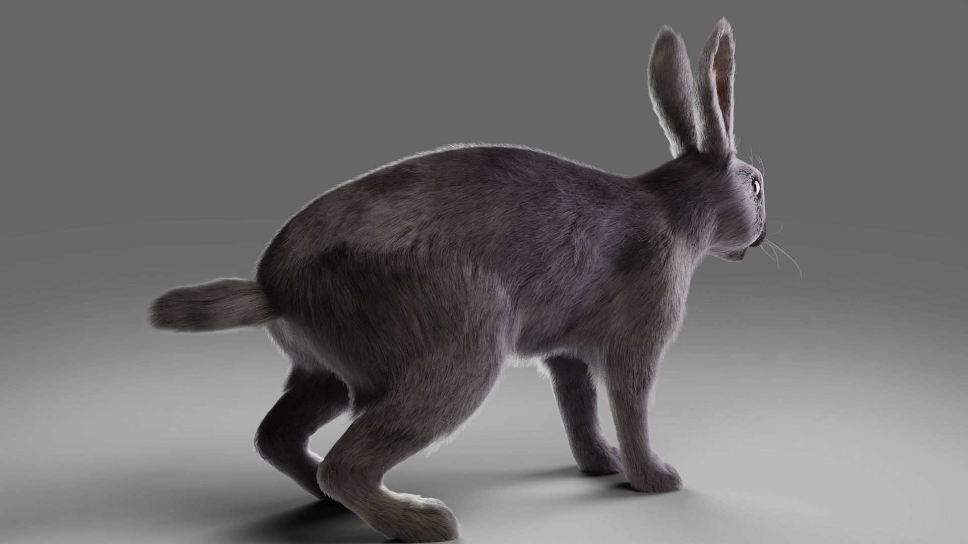 Fur Rabbit Gray V02 Rigged and Animation  Low-poly 3D model_5