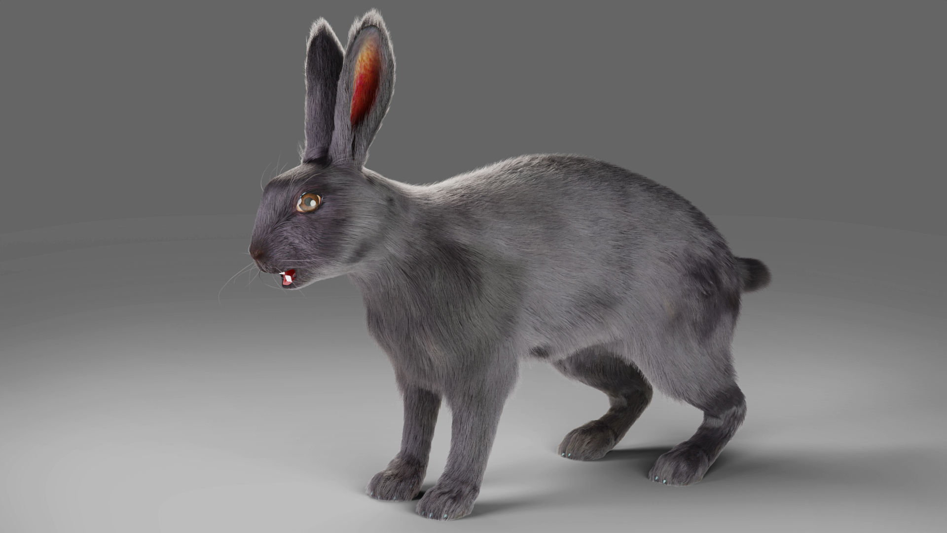 Fur Rabbit Gray V02 Rigged and Animation  Low-poly 3D model_10