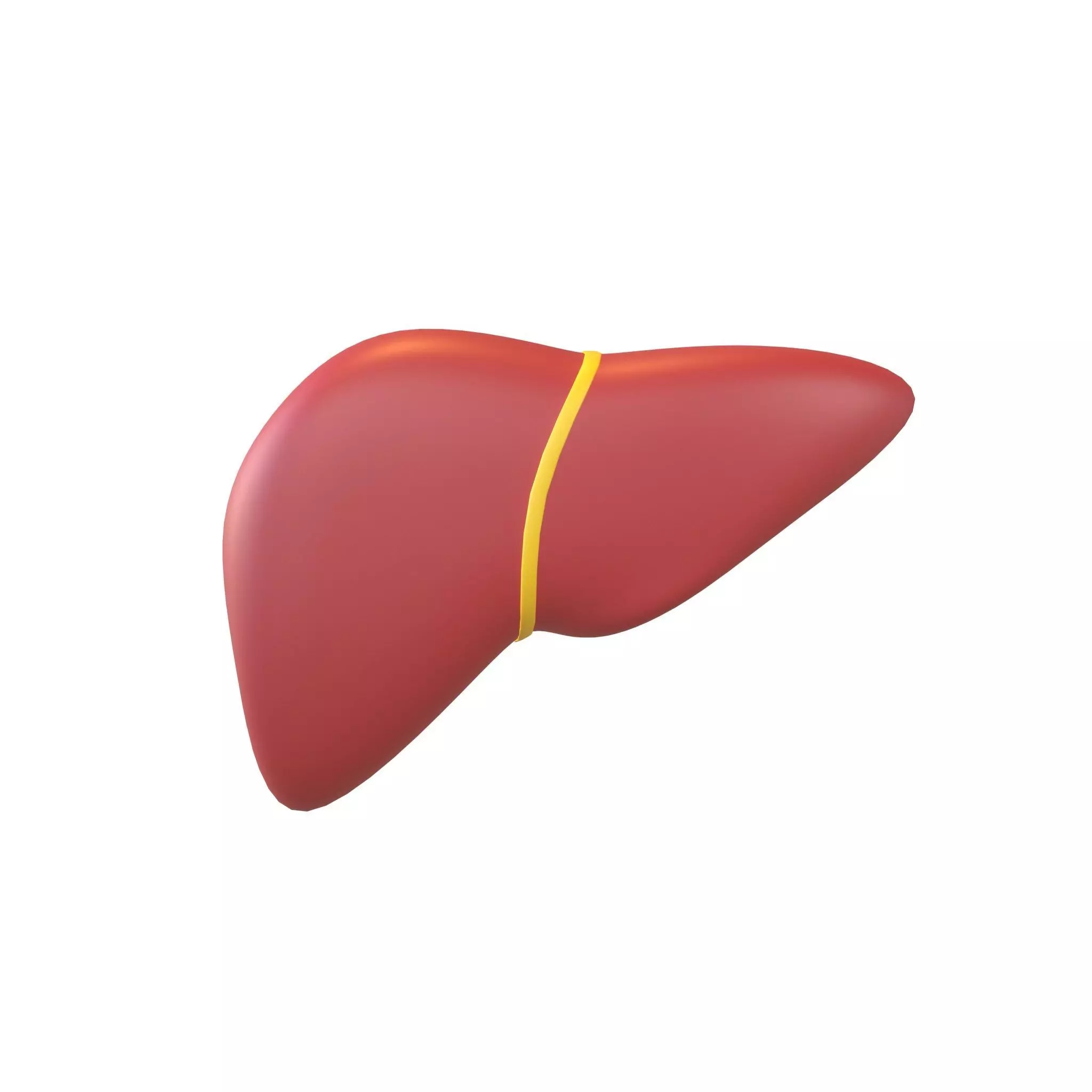 Cartoon Liver v1 003 Low-poly 3D model