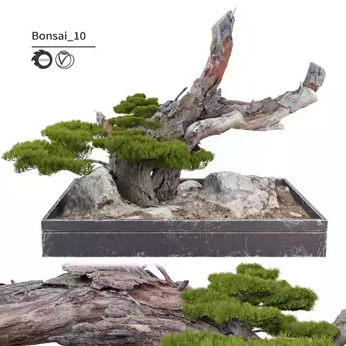 Bonsai plant 10