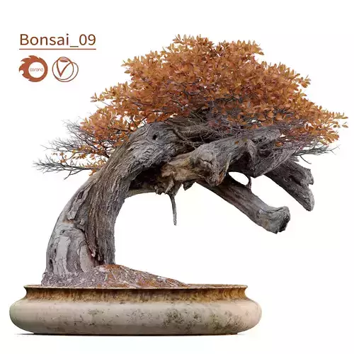 Bonsai plant 09