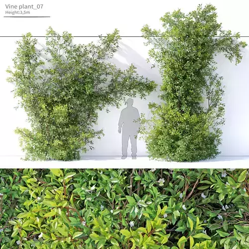 Vine plant 07 3D model