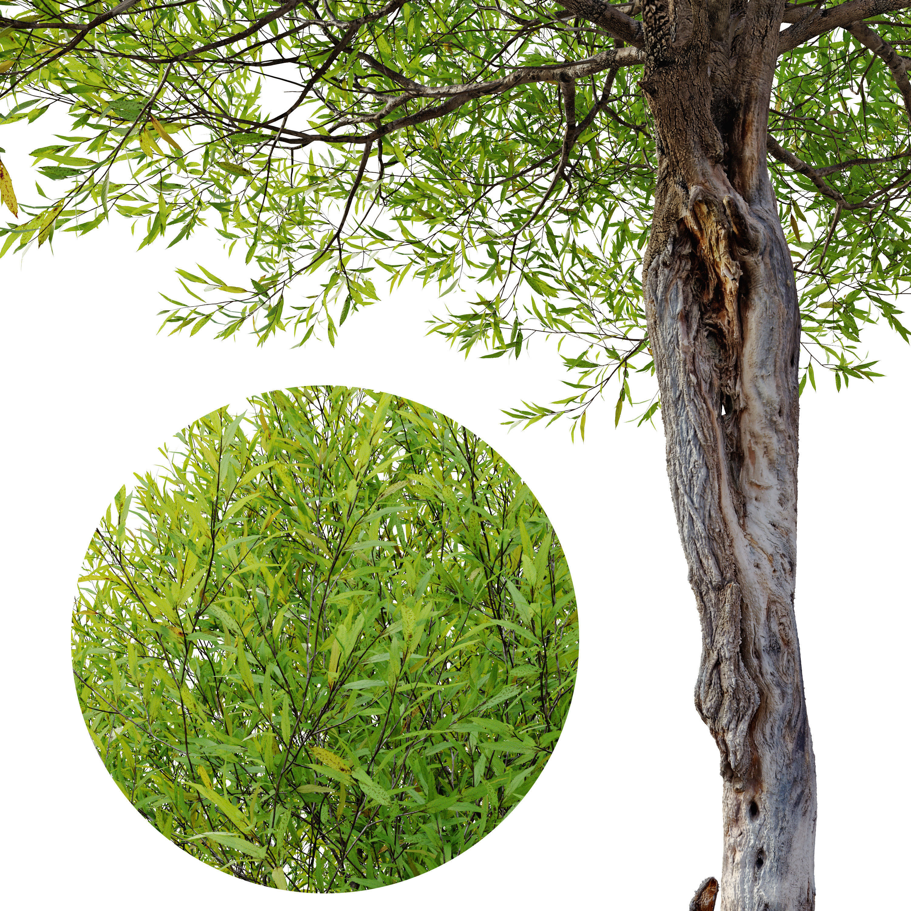 Black willow 02 3D model_2