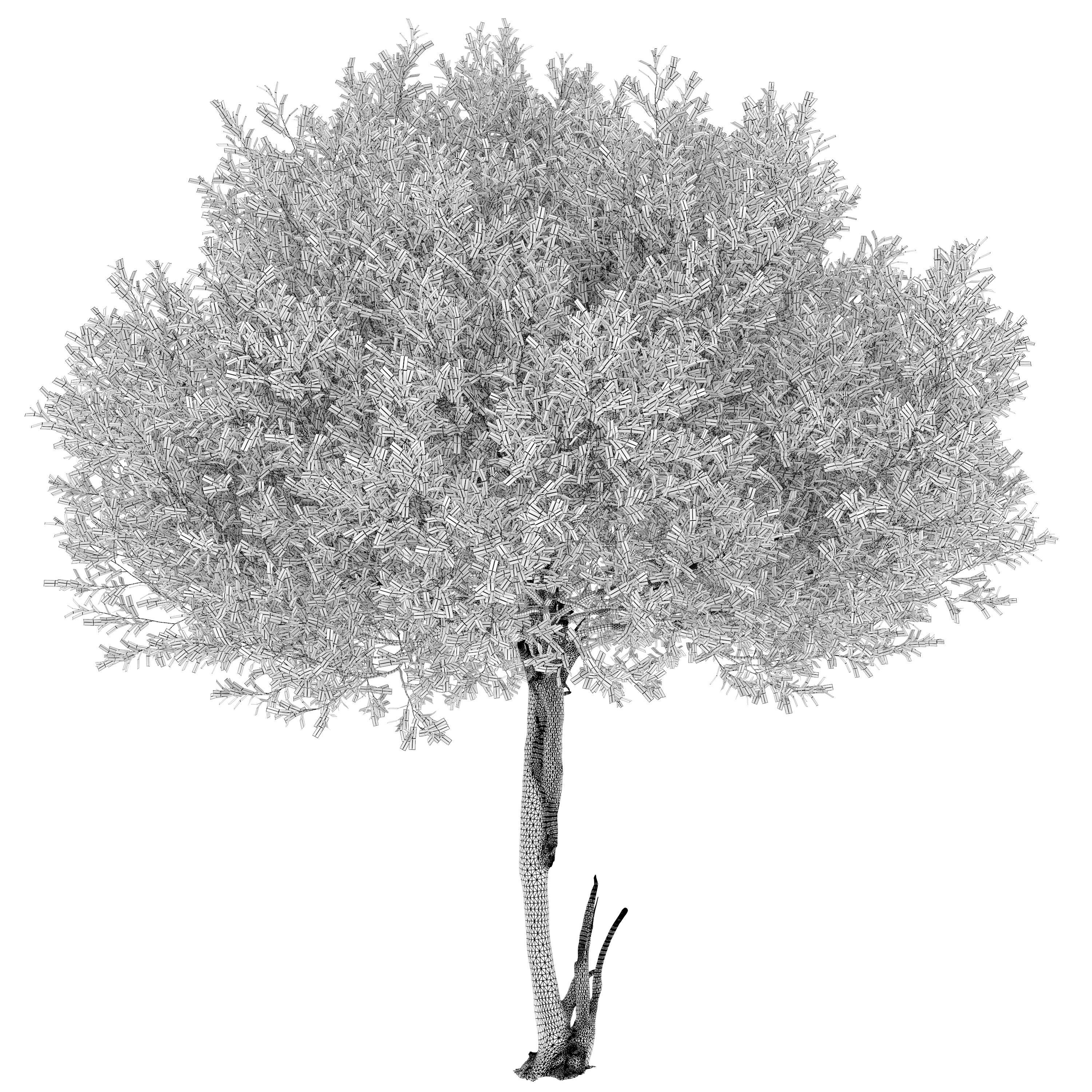 Black willow 02 3D model_3