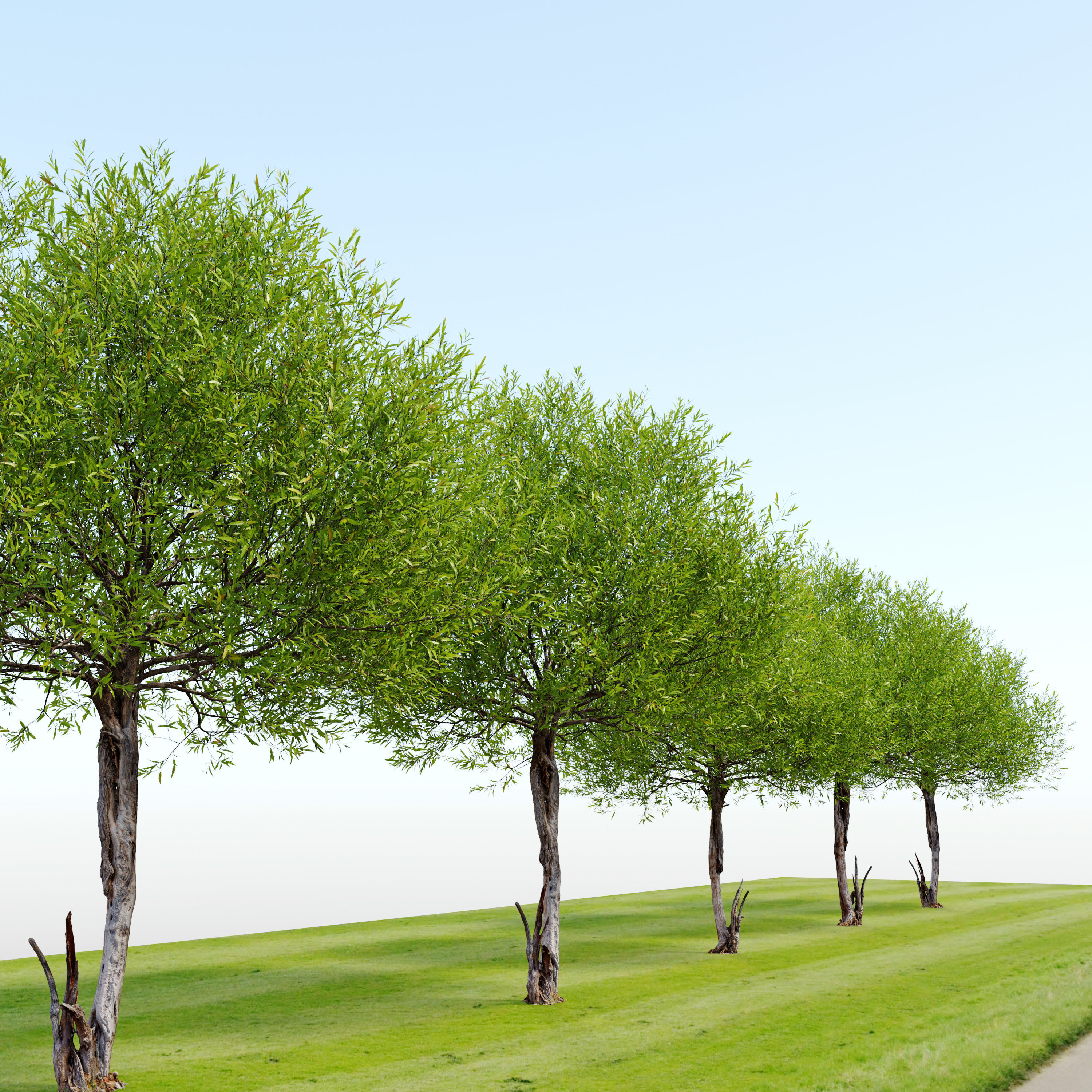 Black willow 02 3D model_1