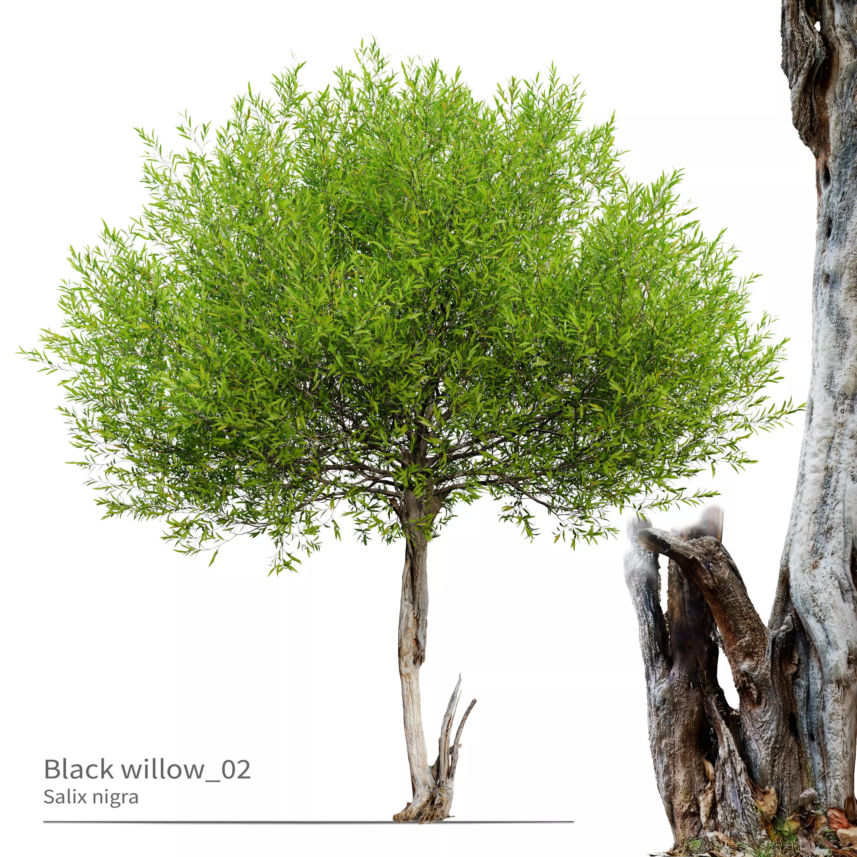 Black willow 02 3D model_0