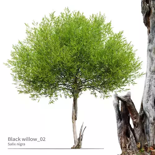 Black willow 02