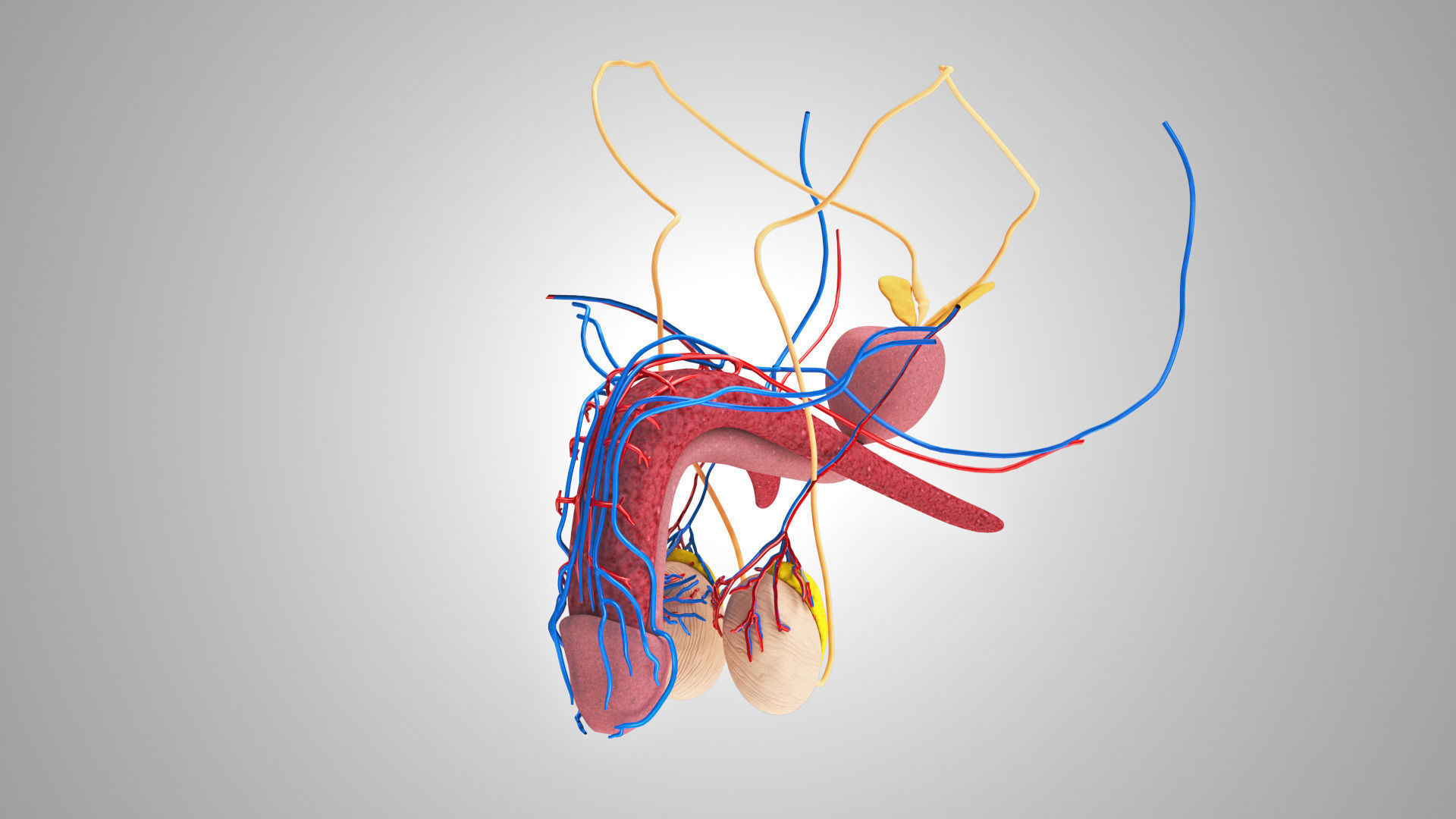 Male Reproductive and Urinary Systems Low-poly 3D model_10
