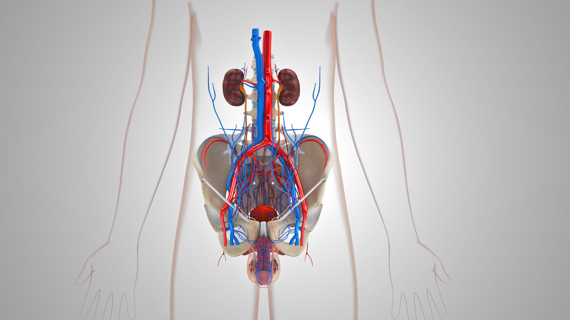 Male Reproductive and Urinary Systems Low-poly 3D model_7