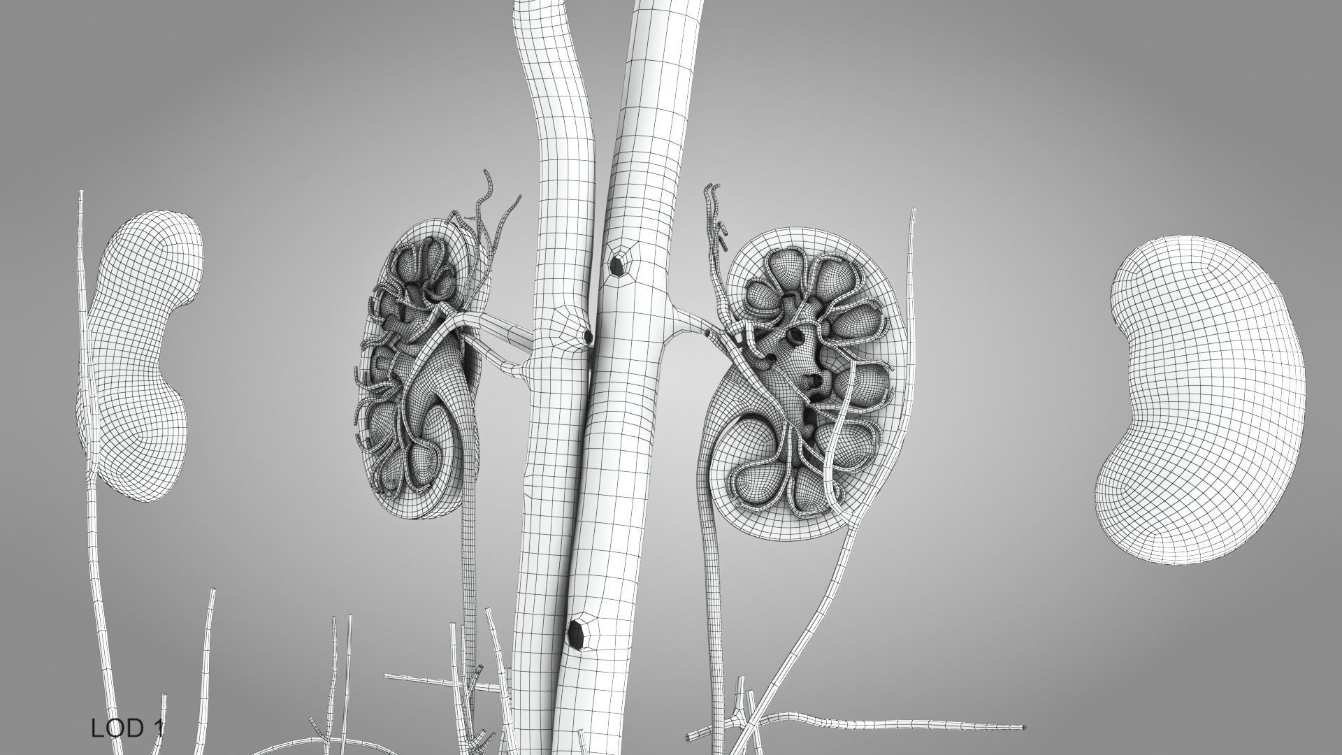 Male Reproductive and Urinary Systems Low-poly 3D model_33