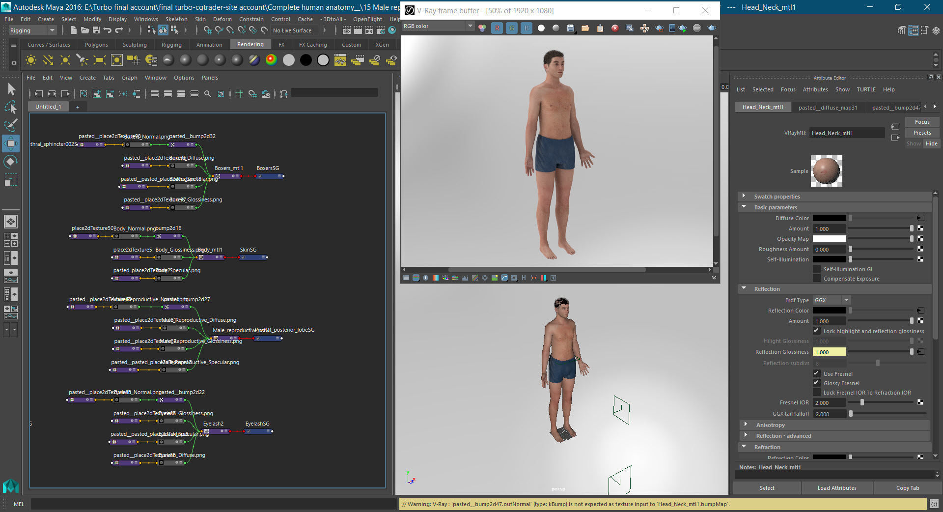 Male Reproductive and Urinary Systems Low-poly 3D model_37