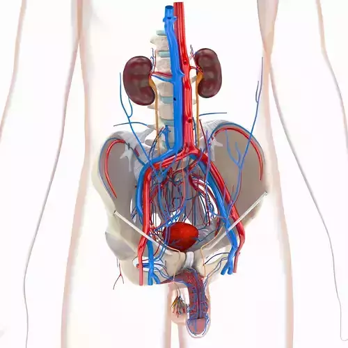 Male Reproductive and Urinary Systems