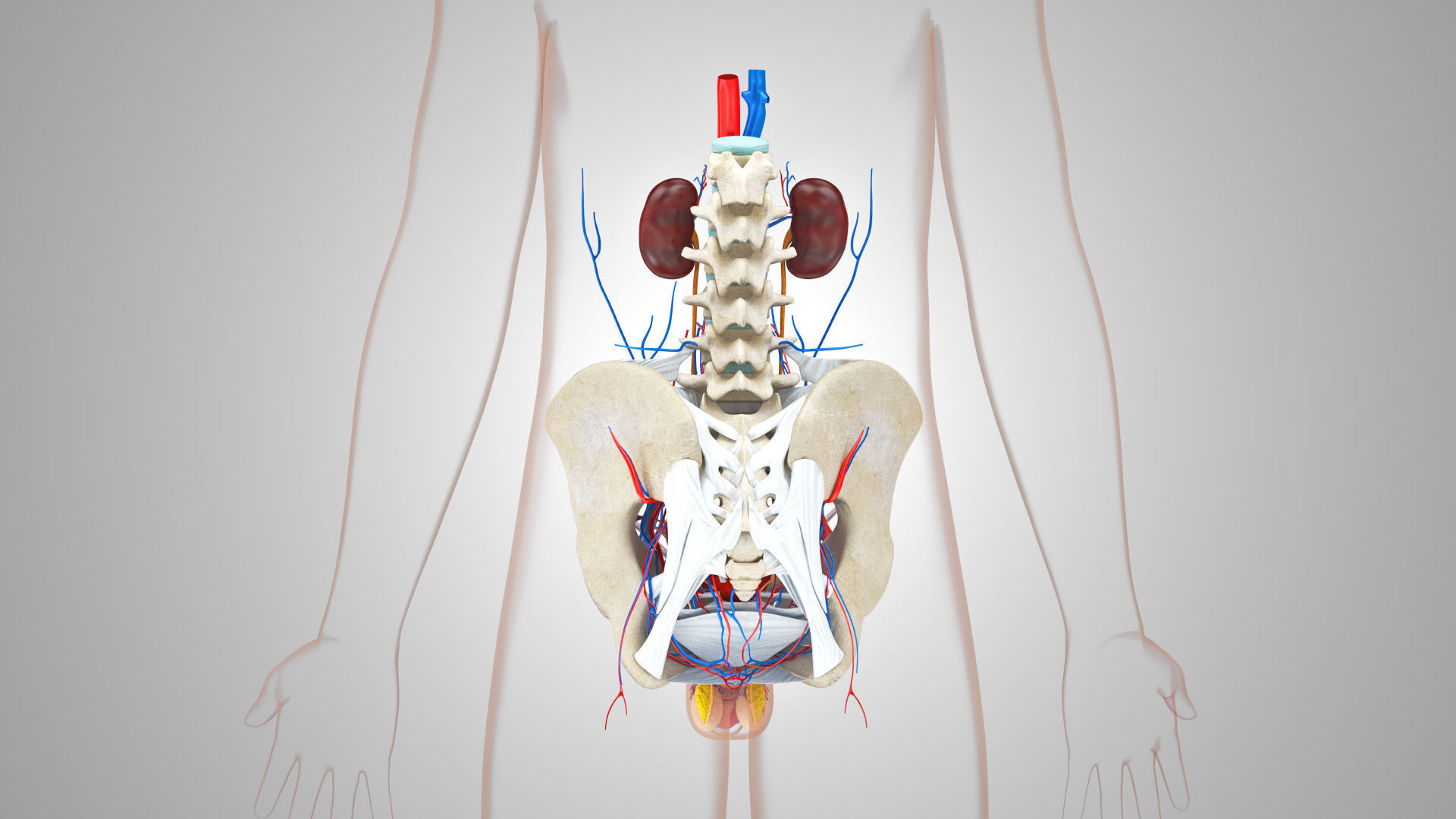 Male Reproductive and Urinary Systems Low-poly 3D model_13