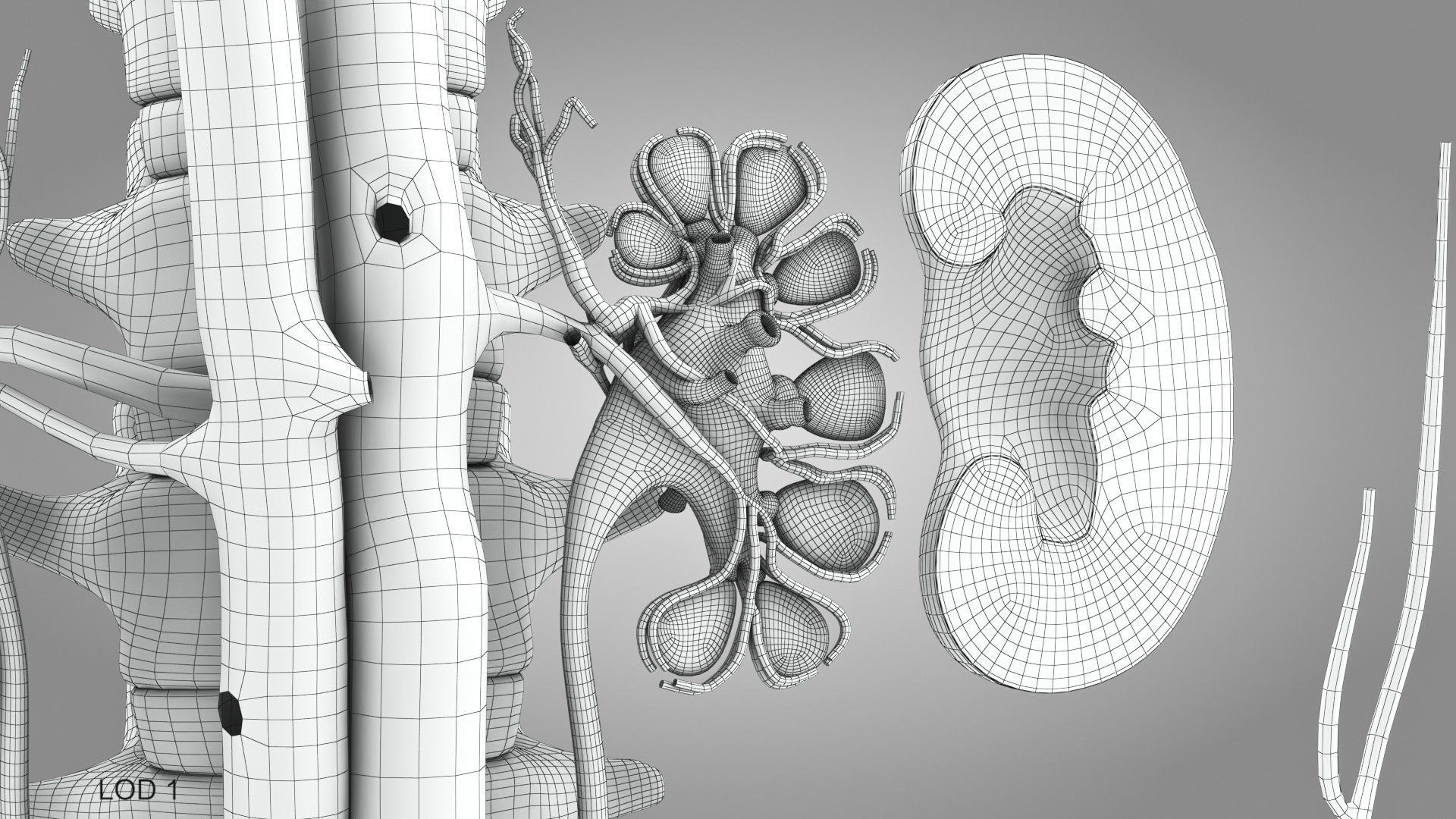 Male Reproductive and Urinary Systems Low-poly 3D model_24