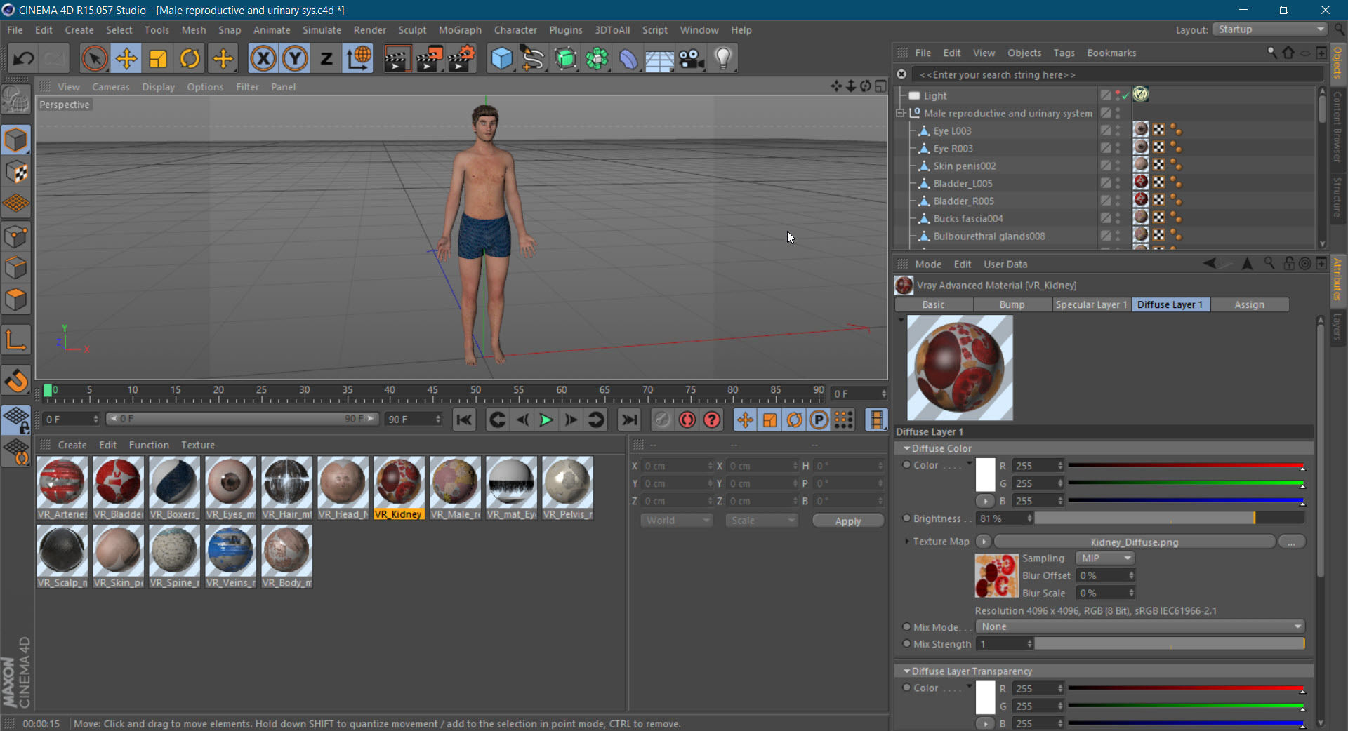 Male Reproductive and Urinary Systems Low-poly 3D model_41