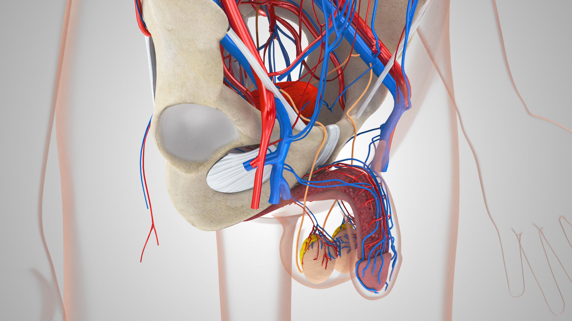 Male Reproductive and Urinary Systems Low-poly 3D model_4