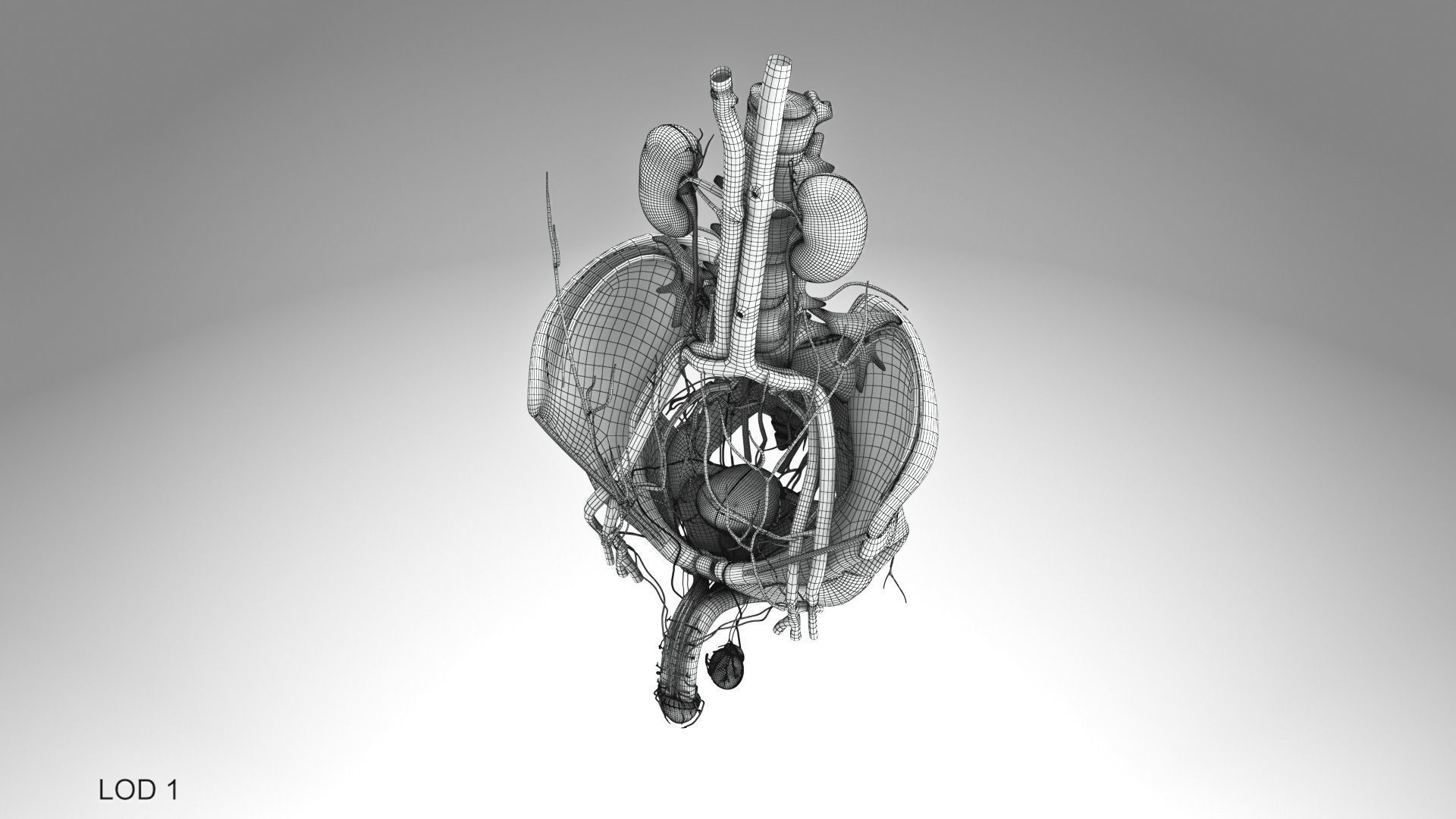 Male Reproductive and Urinary Systems Low-poly 3D model_17