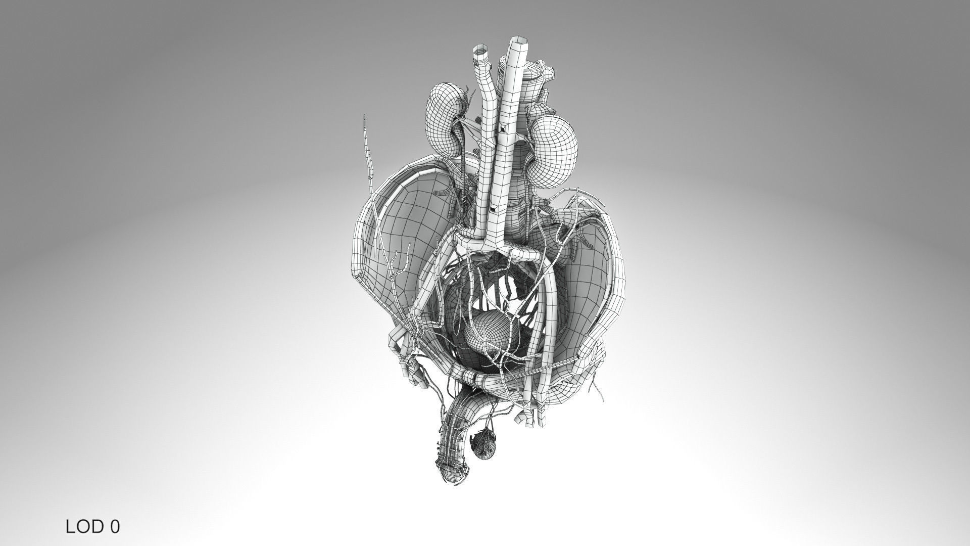 Male Reproductive and Urinary Systems Low-poly 3D model_16