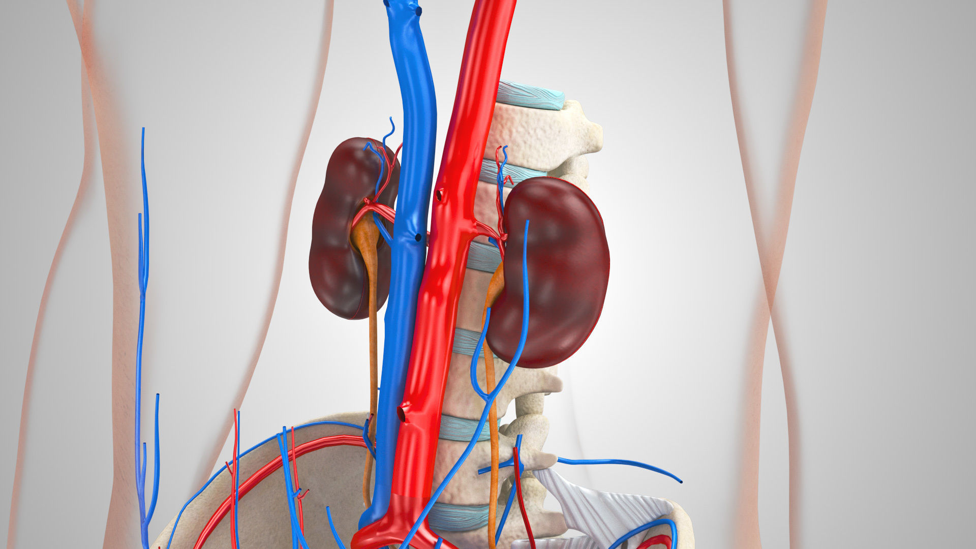 Male Reproductive and Urinary Systems Low-poly 3D model_3