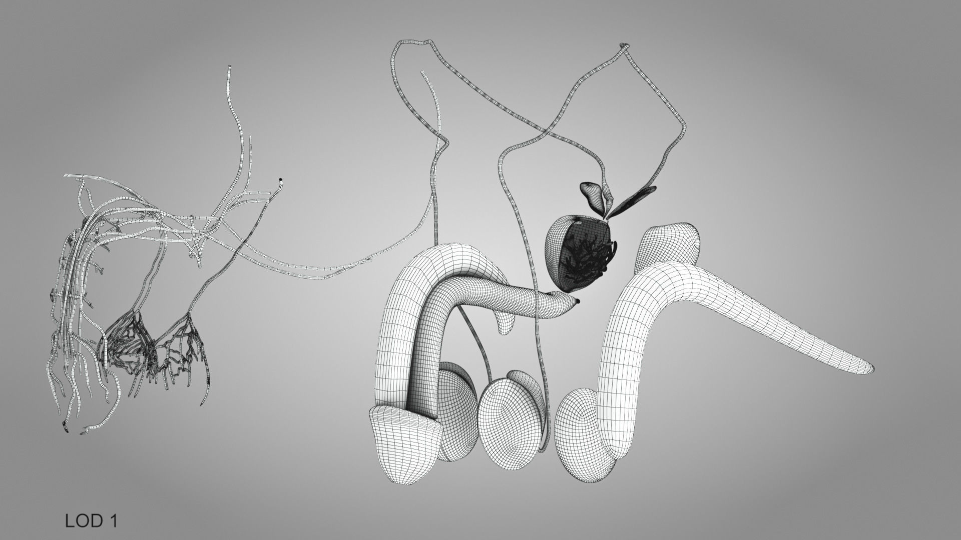 Male Reproductive and Urinary Systems Low-poly 3D model_32