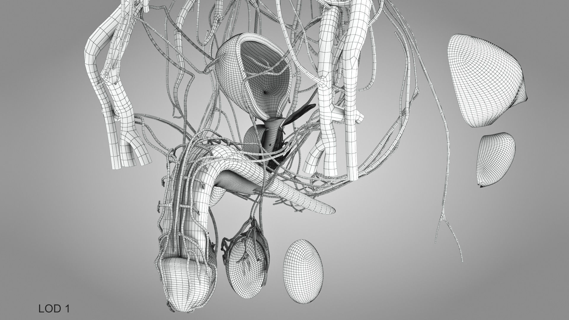 Male Reproductive and Urinary Systems Low-poly 3D model_22