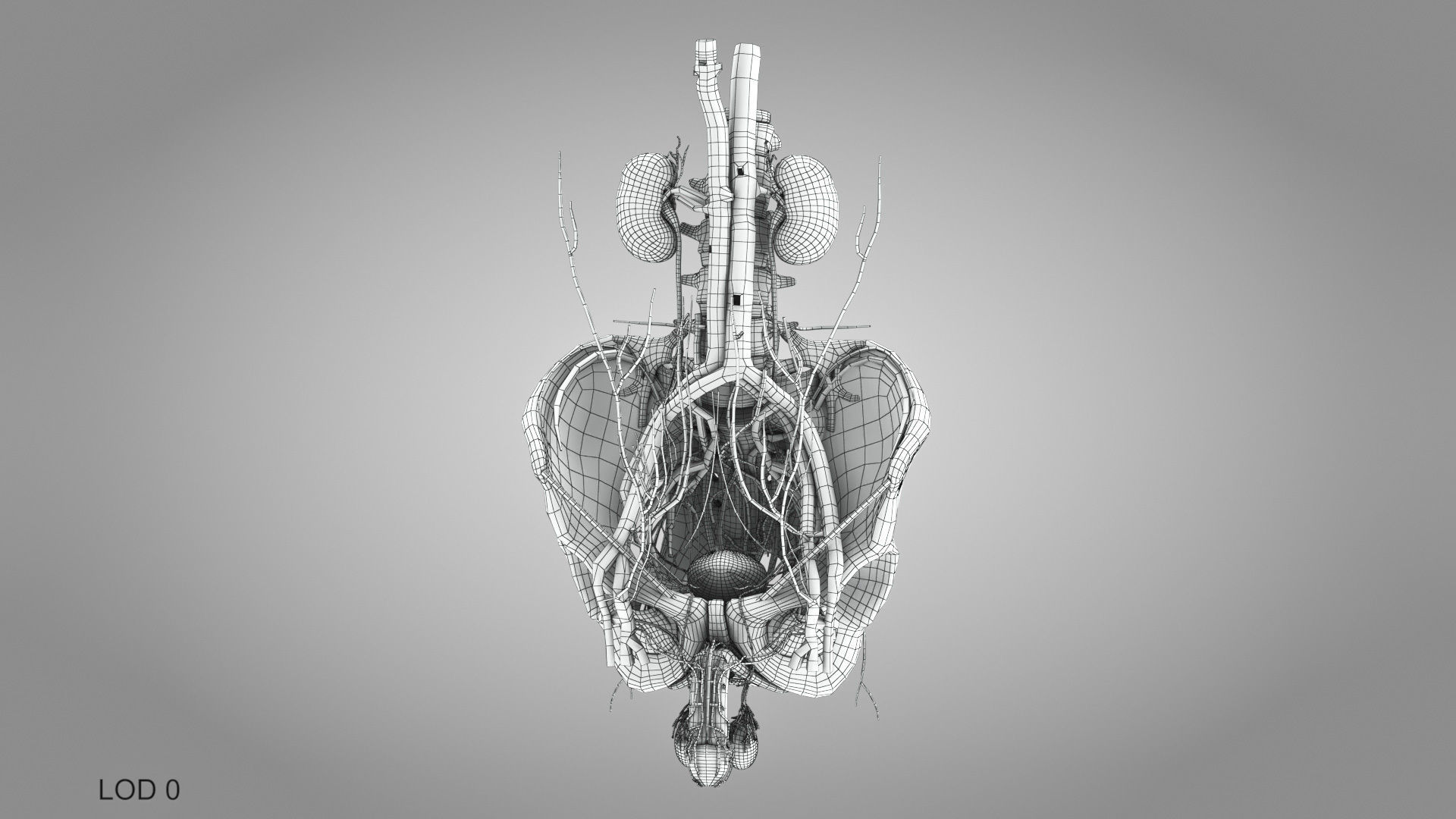Male Reproductive and Urinary Systems Low-poly 3D model_25