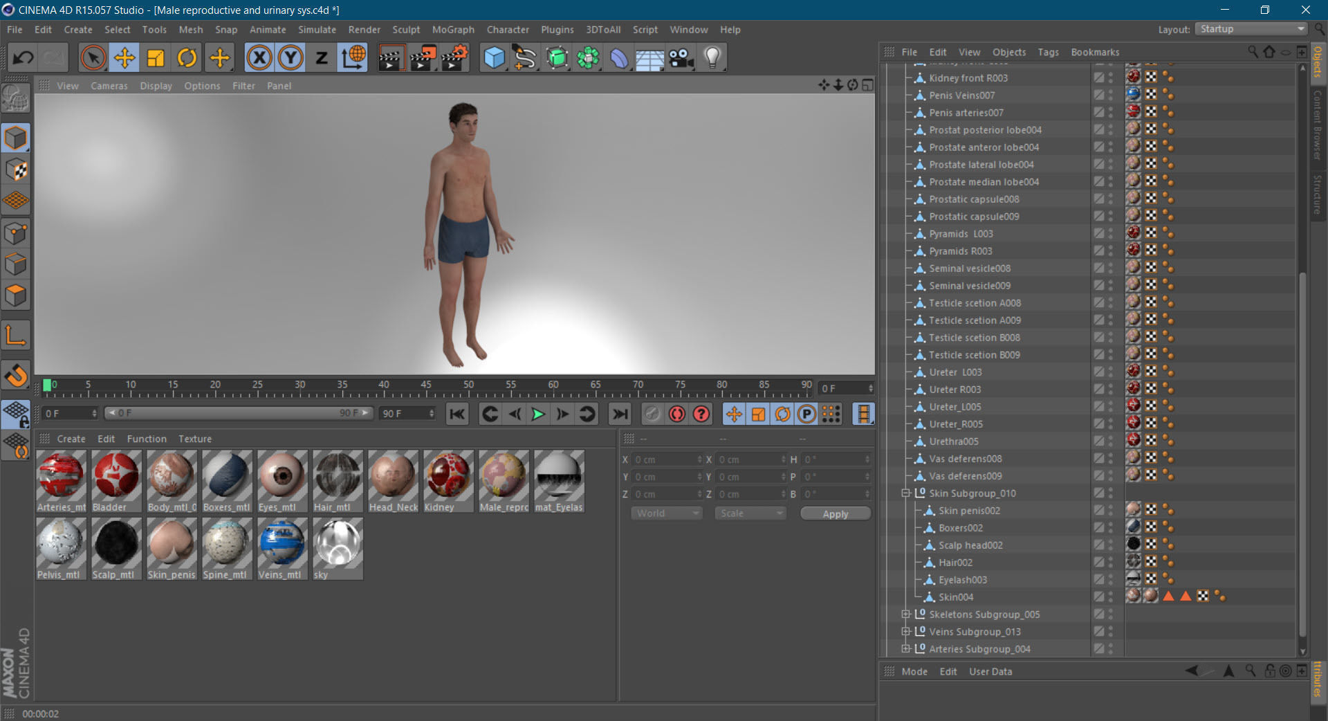 Male Reproductive and Urinary Systems Low-poly 3D model_38